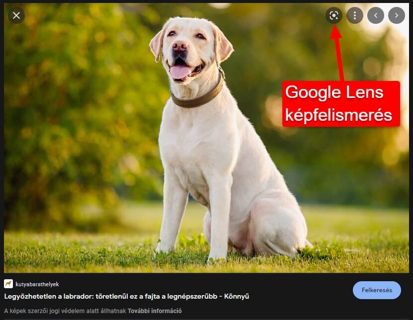 Google Lens képfelismerő